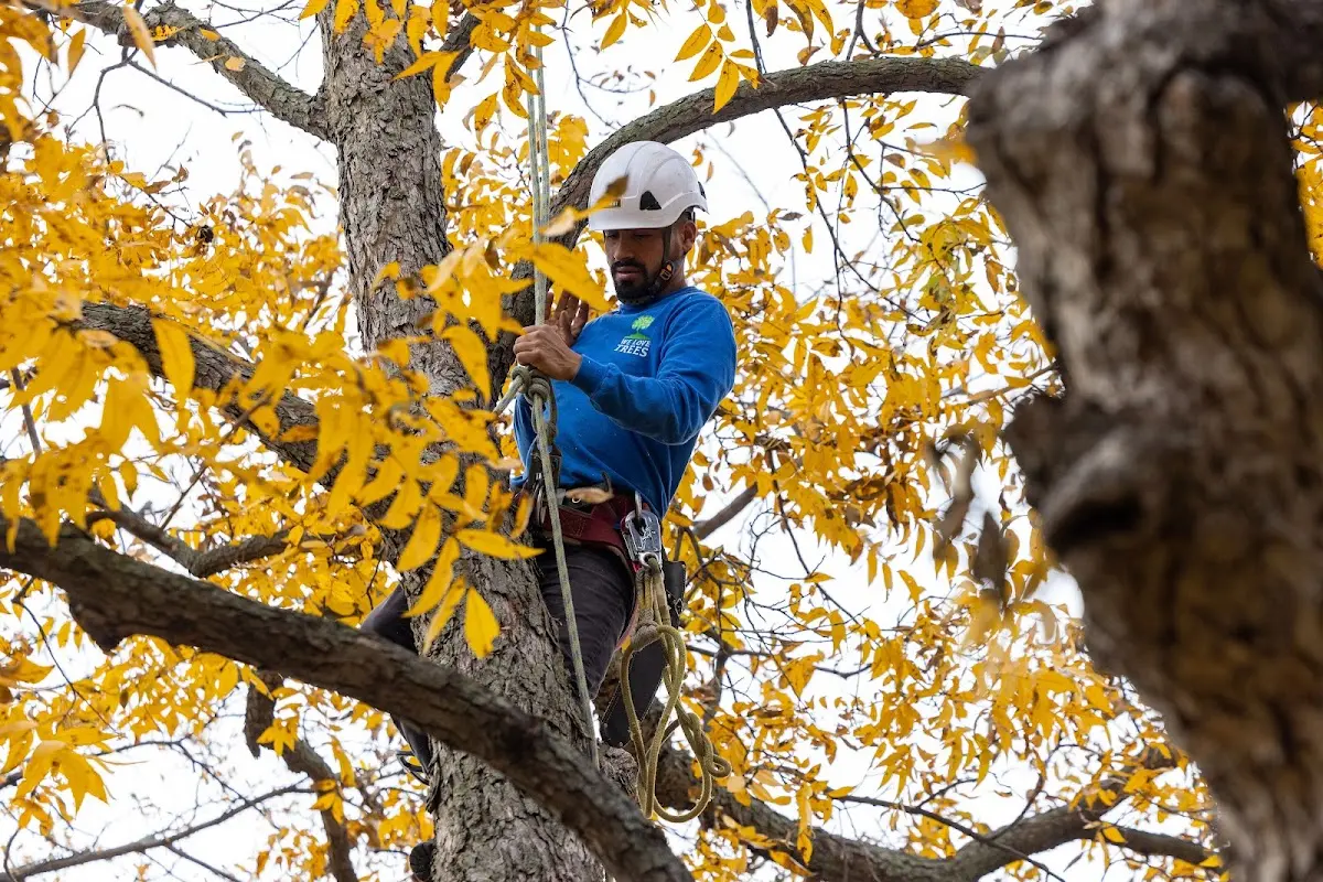 Skilled Tree Transplanting crew working in Fruitland